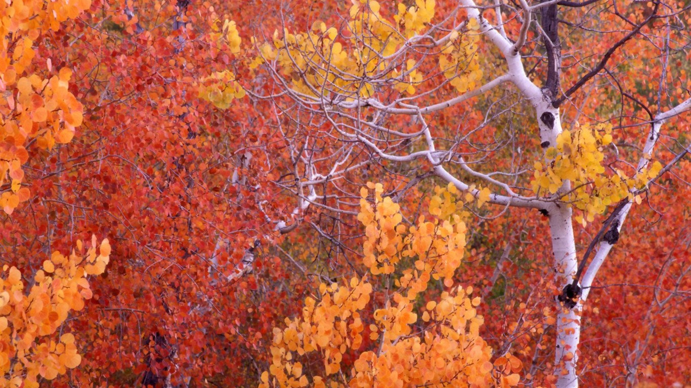 Podzimní krajina krásná tapeta #8 - 1366x768