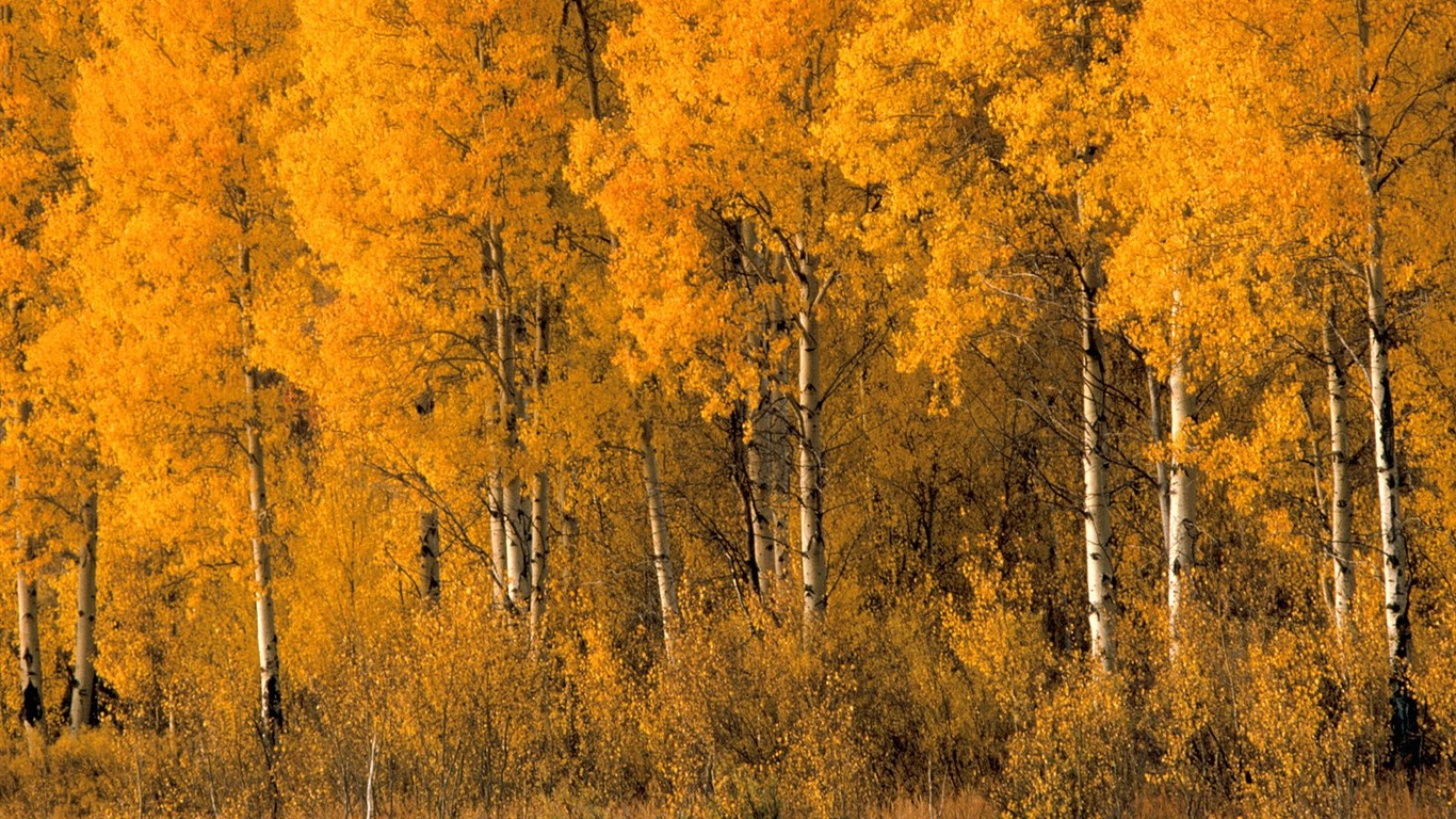 Podzimní krajina krásná tapeta #9 - 1366x768