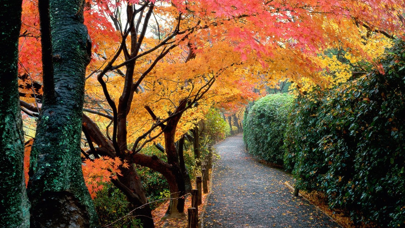 Herbstlandschaft schöne Tapete #14 - 1366x768