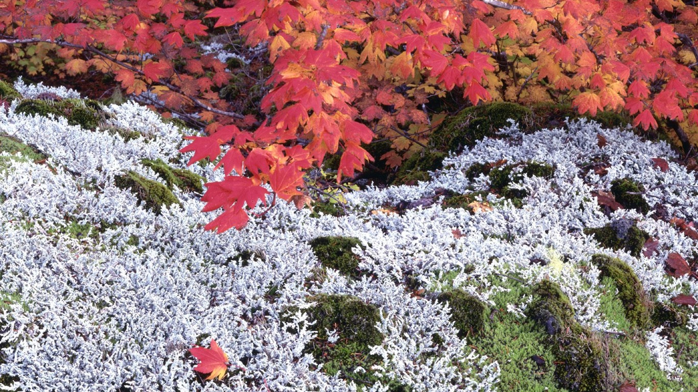 Podzimní krajina krásná tapeta #25 - 1366x768