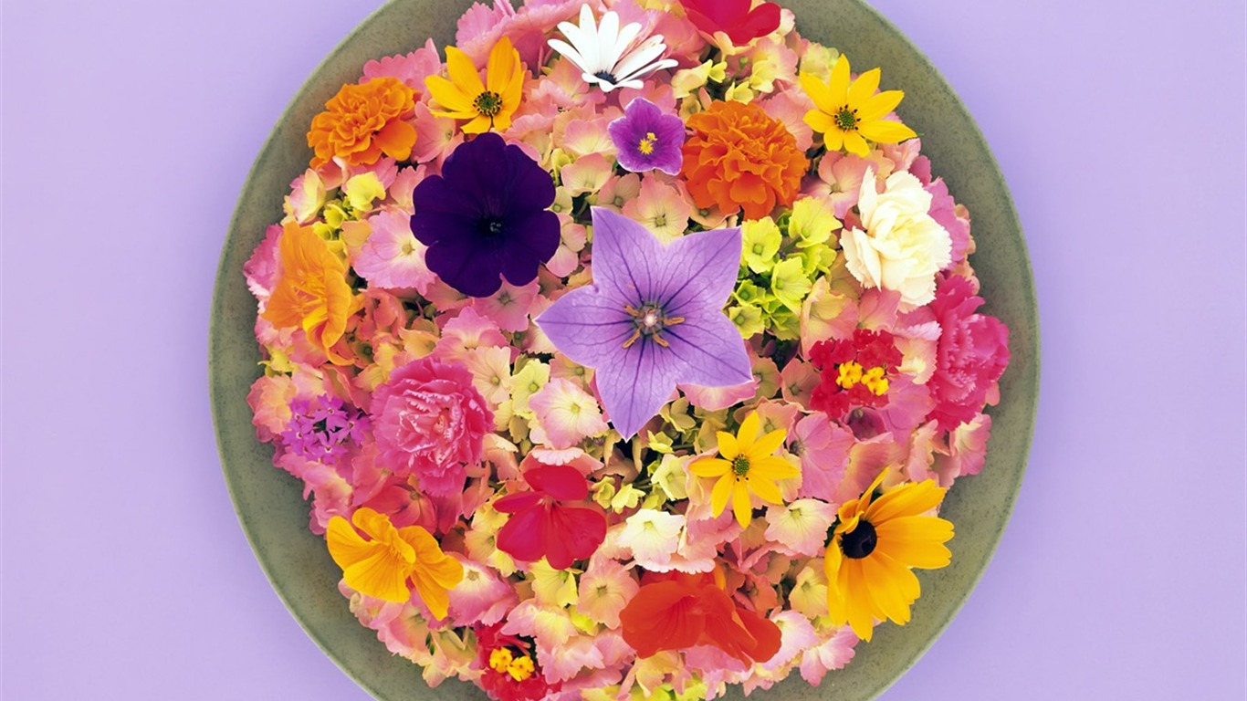 Květinová slavnost Wallpaper #6 - 1366x768
