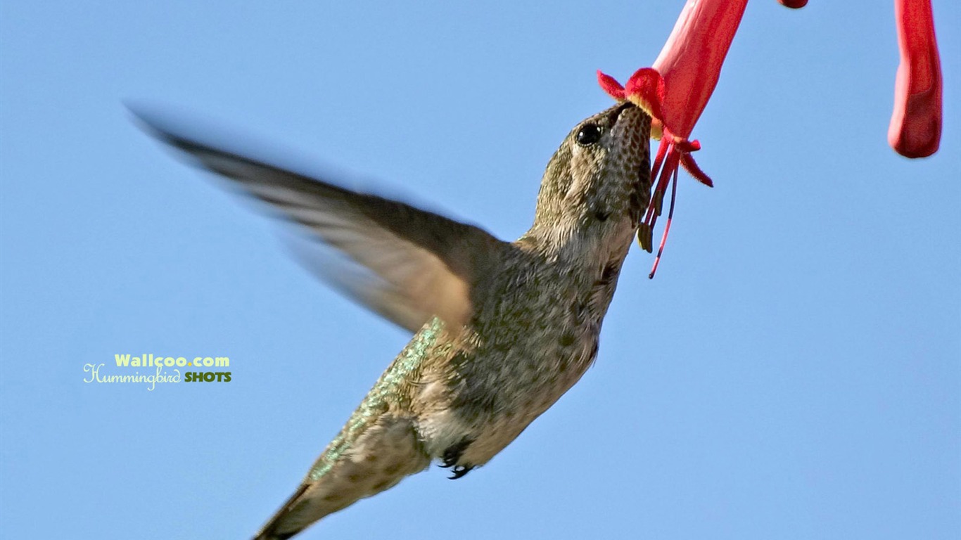 Hummingbirds Photo Wallpaper #8 - 1366x768