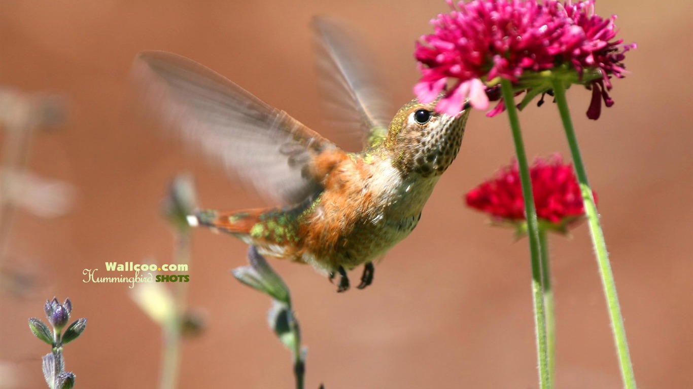 Hummingbirds Photo Wallpaper #10 - 1366x768