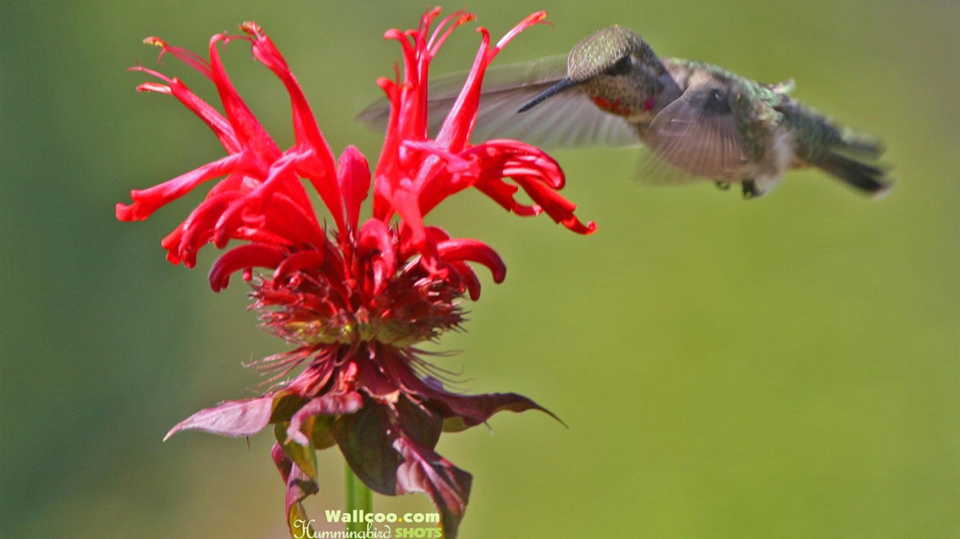 hummingbirds Foto Wallpaper #12 - 1366x768