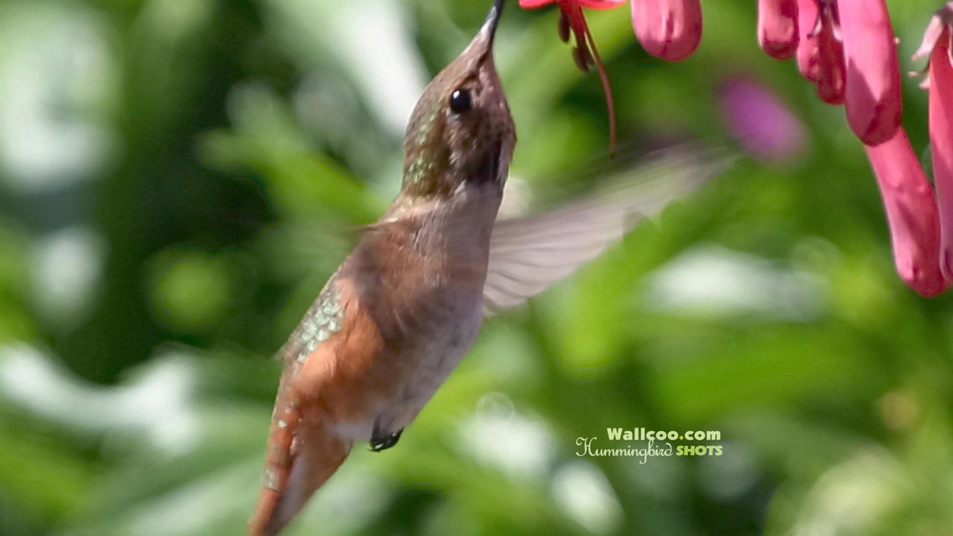 Hummingbirds Photo Wallpaper #13 - 1366x768