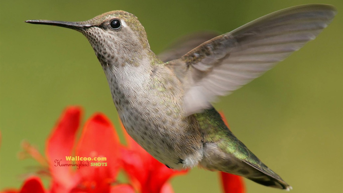 hummingbirds Foto Wallpaper #14 - 1366x768