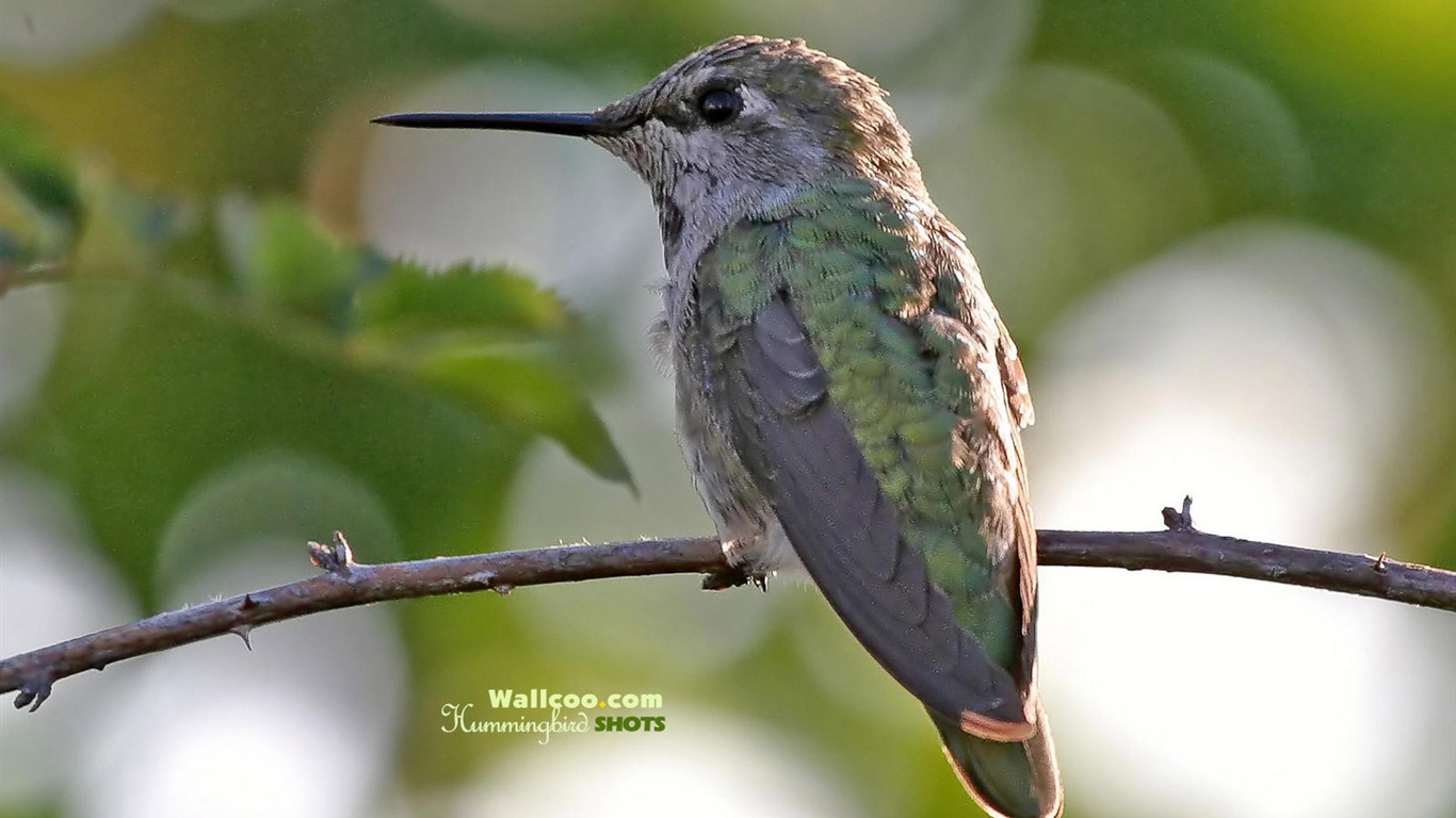 hummingbirds Foto Wallpaper #15 - 1366x768