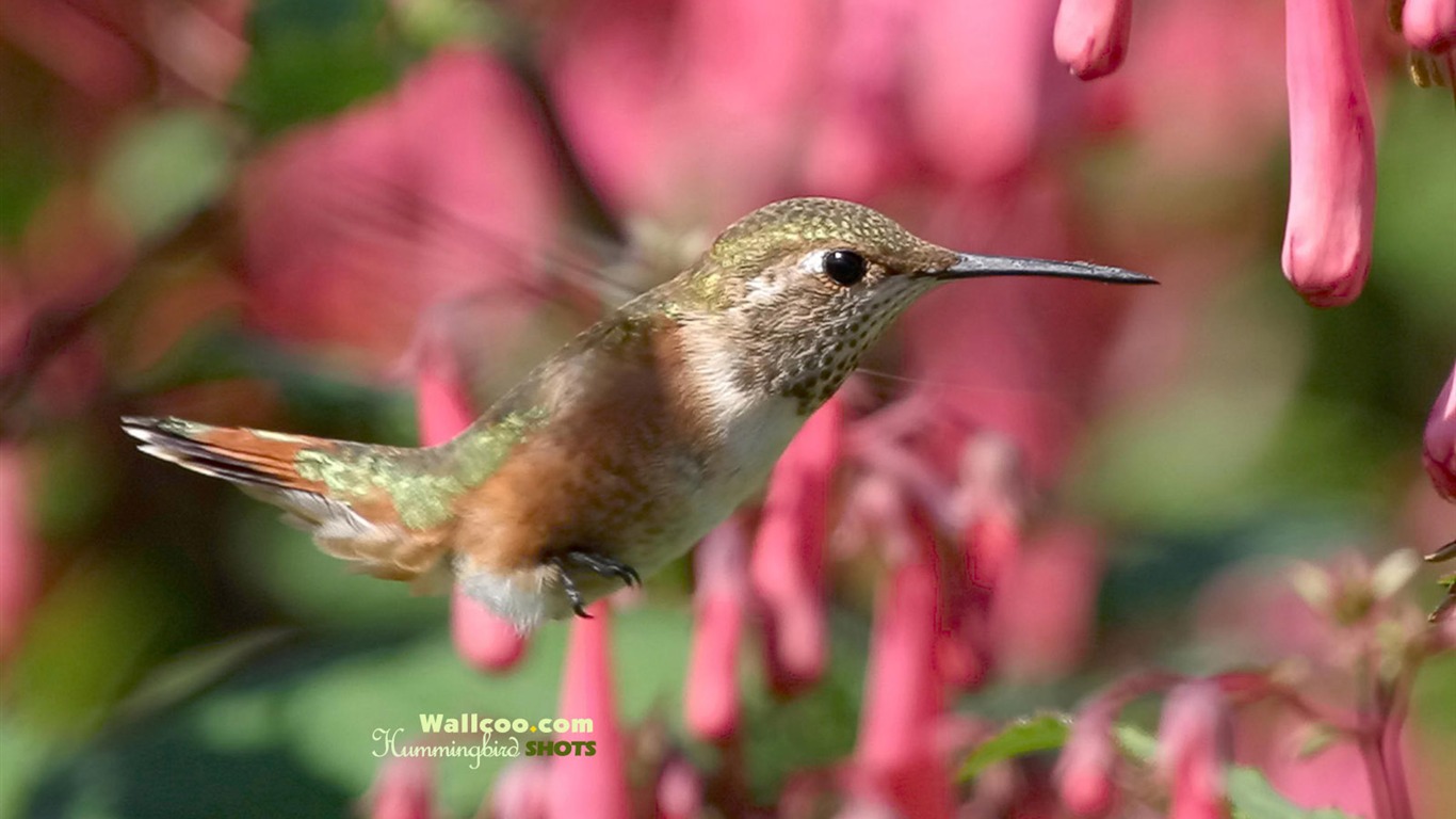hummingbirds Foto Wallpaper #16 - 1366x768