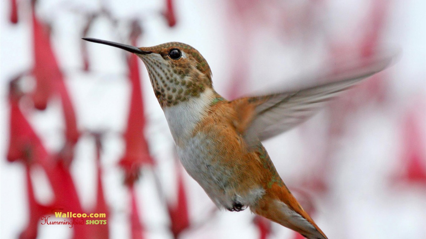 hummingbirds Foto Wallpaper #17 - 1366x768