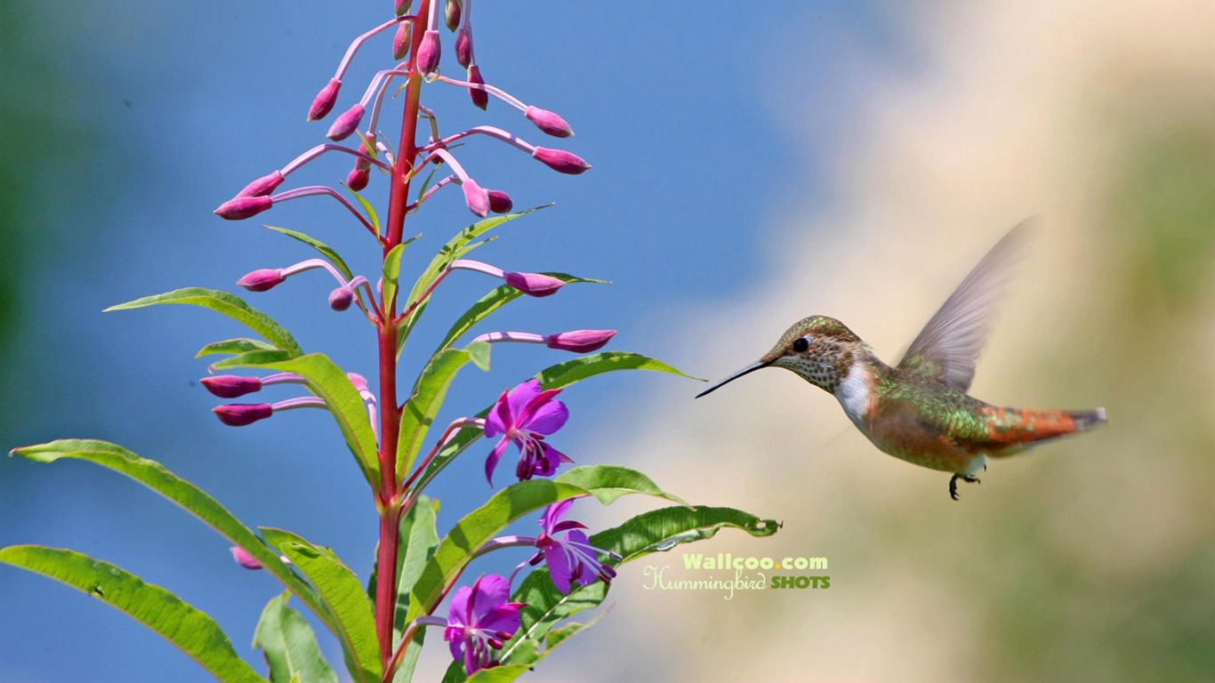 hummingbirds Foto Wallpaper #19 - 1366x768