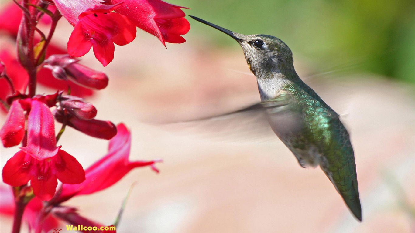 hummingbirds Foto Wallpaper #20 - 1366x768