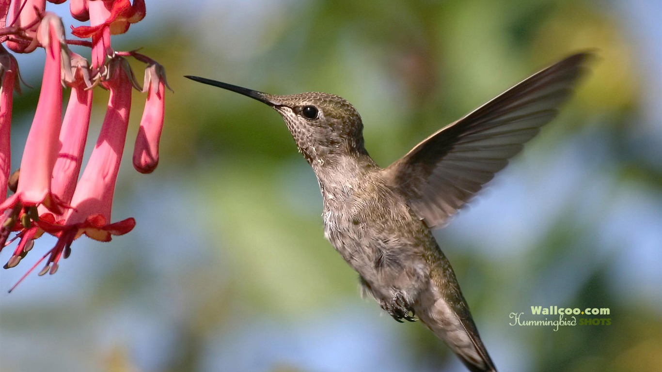 hummingbirds Foto Wallpaper #21 - 1366x768