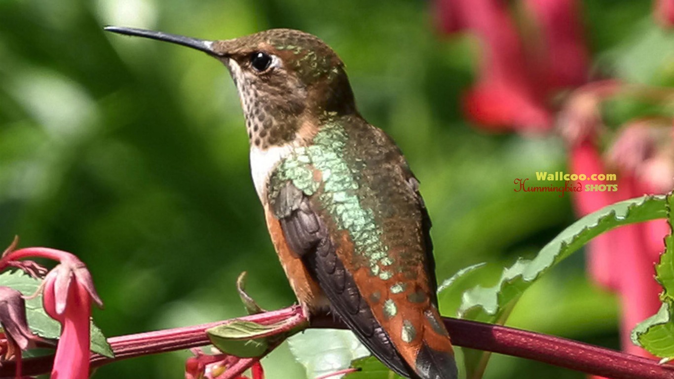 hummingbirds Foto Wallpaper #22 - 1366x768