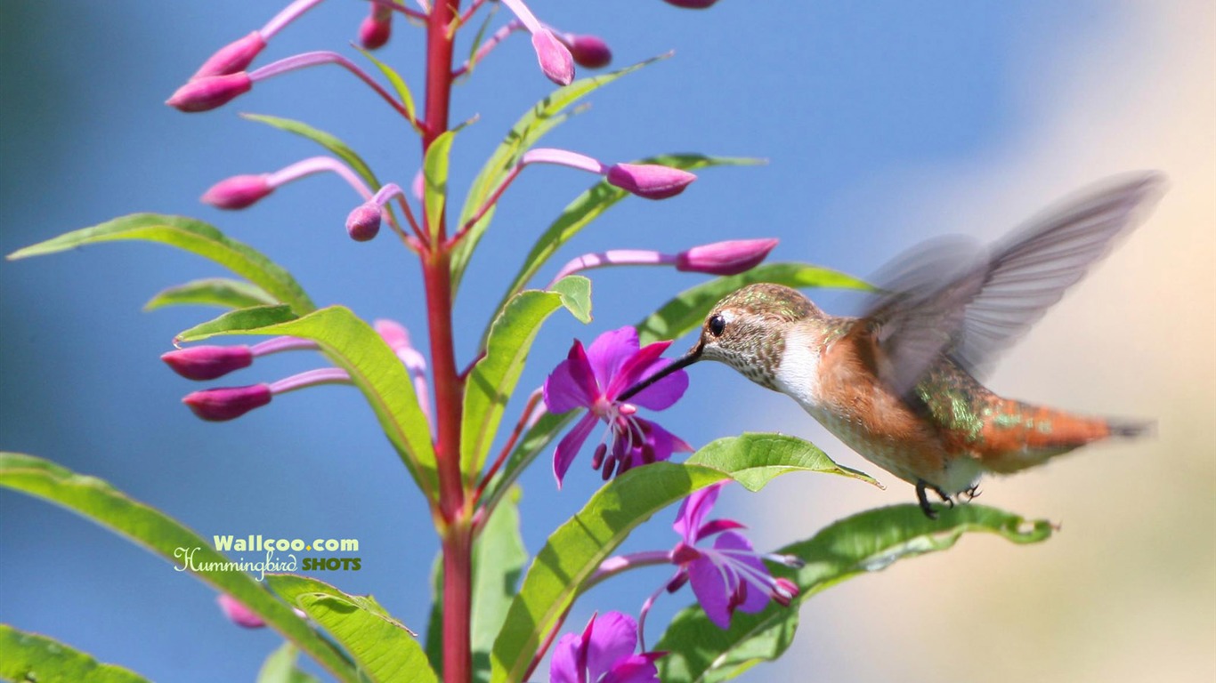 Hummingbirds Photo Wallpaper #23 - 1366x768
