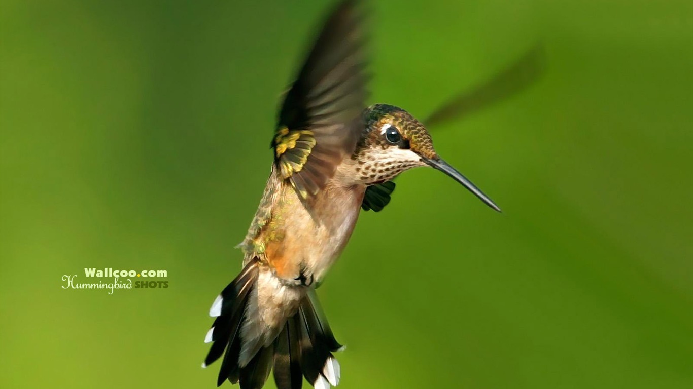 hummingbirds Foto Wallpaper #24 - 1366x768