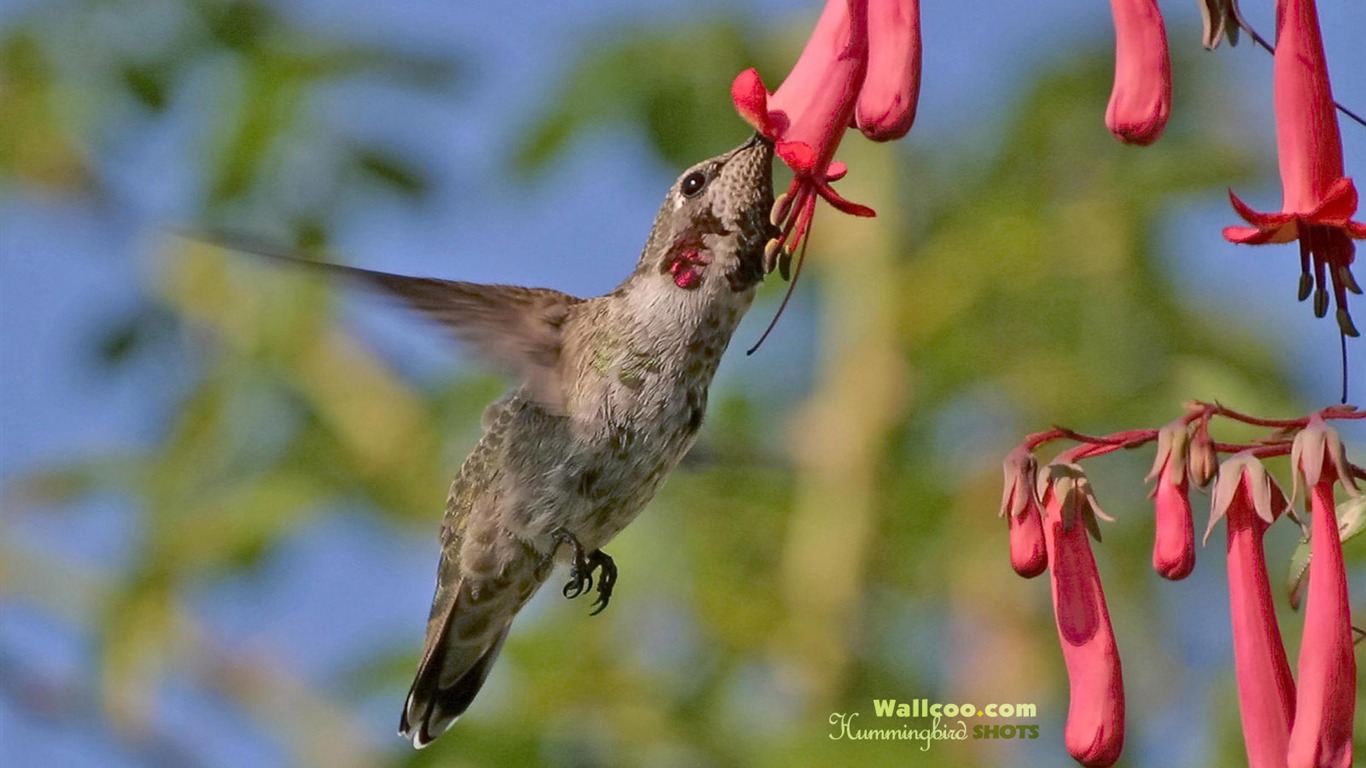 hummingbirds Foto Wallpaper #25 - 1366x768