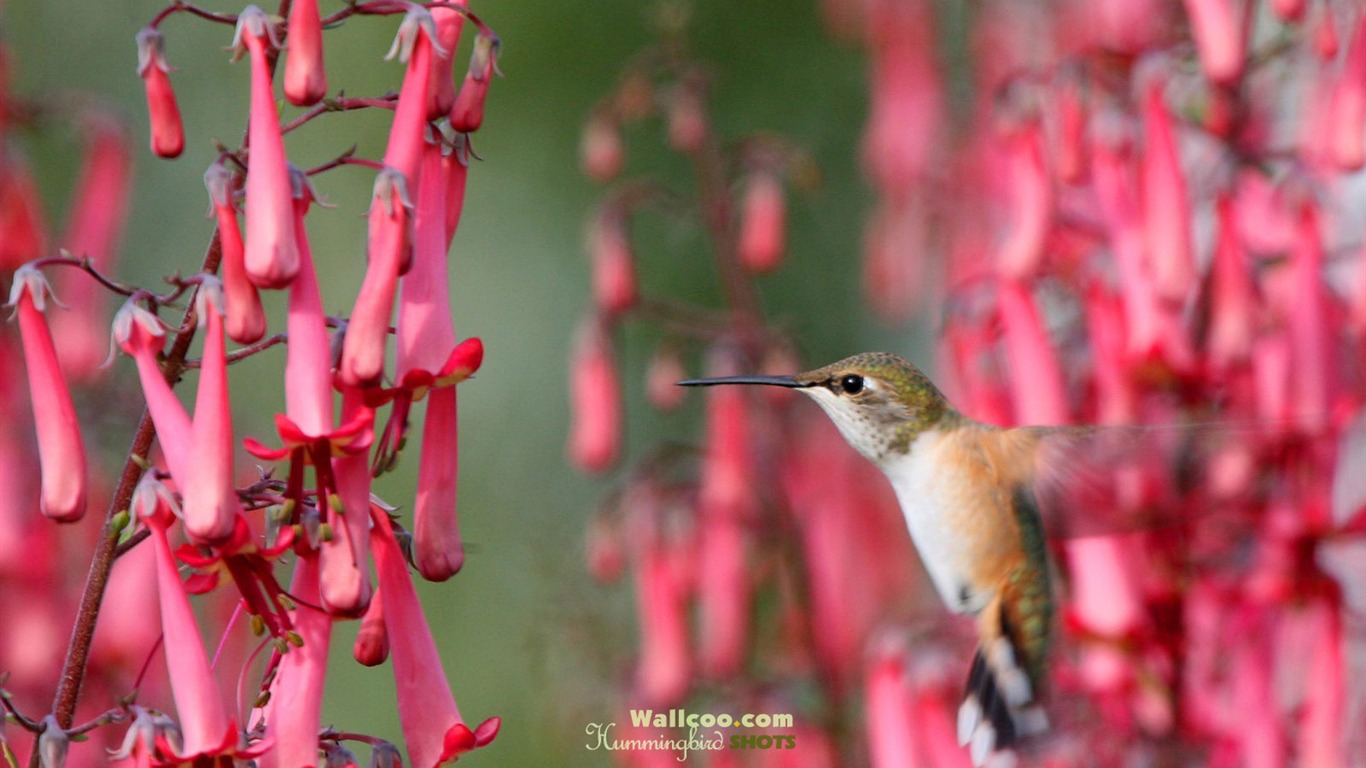 hummingbirds Foto Wallpaper #27 - 1366x768