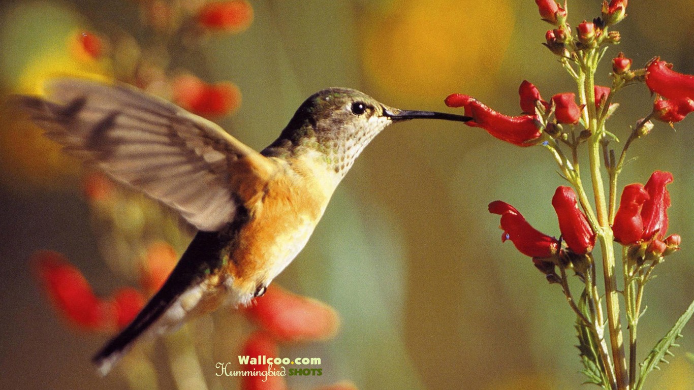 hummingbirds Foto Wallpaper #28 - 1366x768