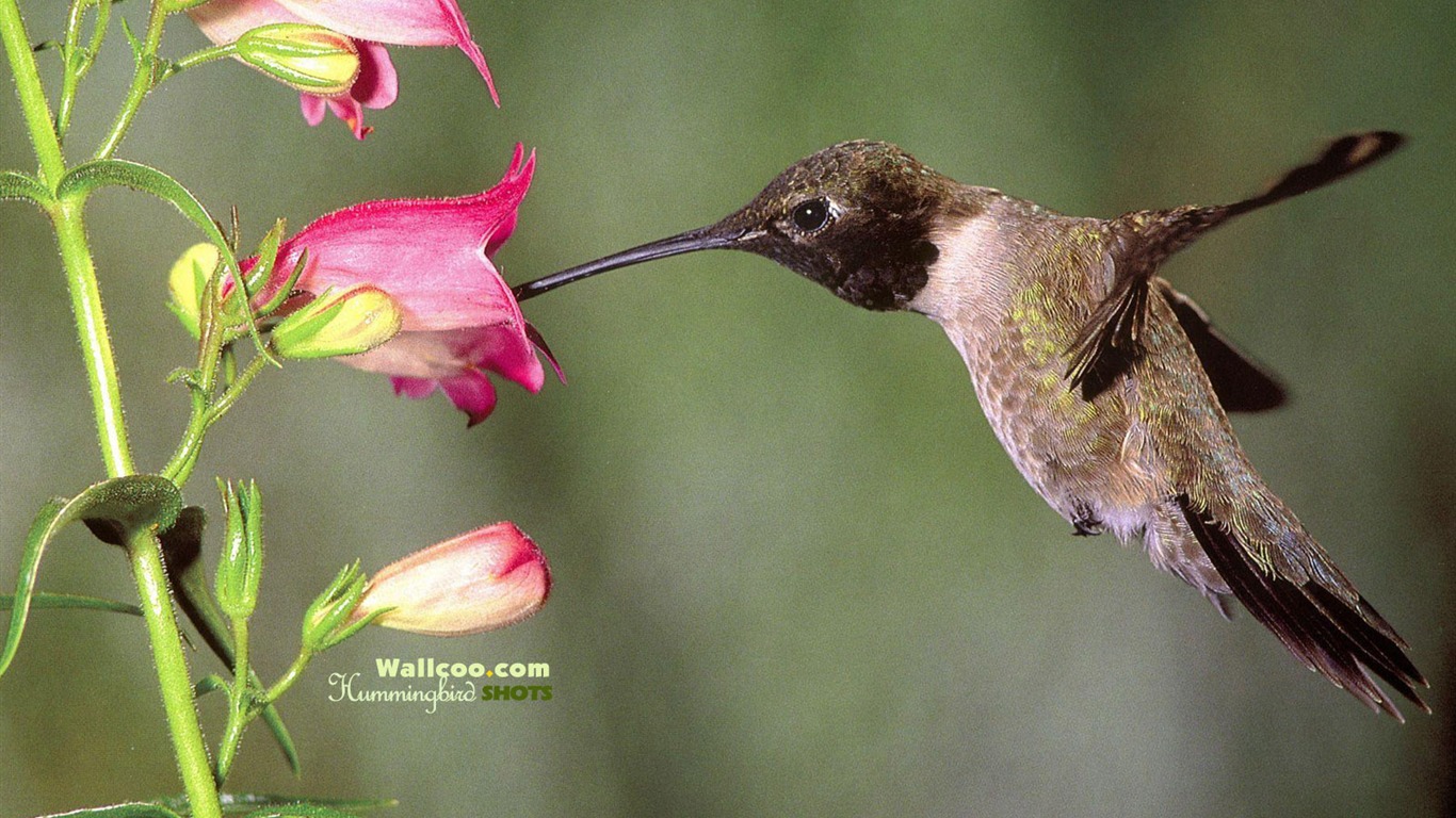 hummingbirds Foto Wallpaper #29 - 1366x768