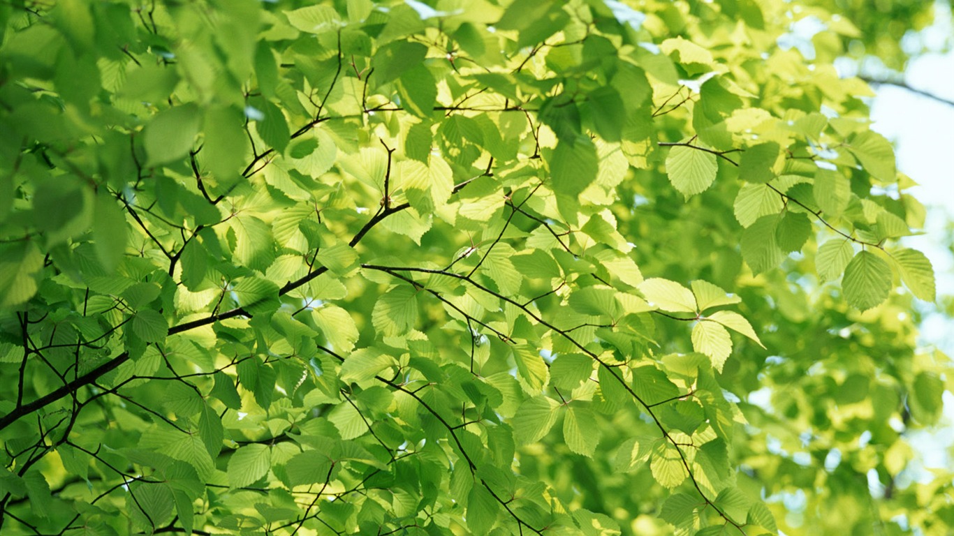 Cool green leaf wallpaper #16 - 1366x768