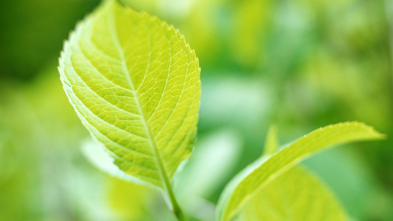 Enfriar fondos de escritorio de hoja verde #28 - 1366x768