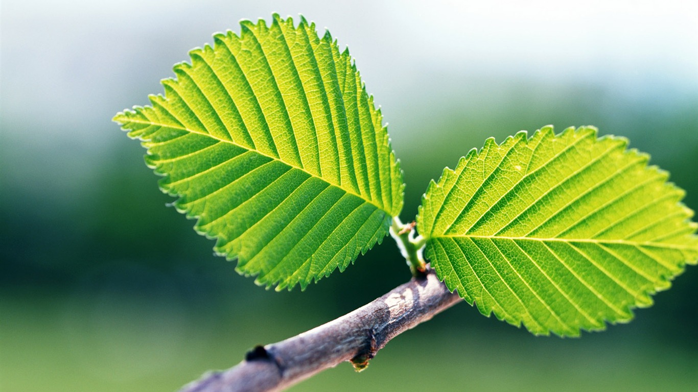 cool fond d'écran feuille verte #31 - 1366x768