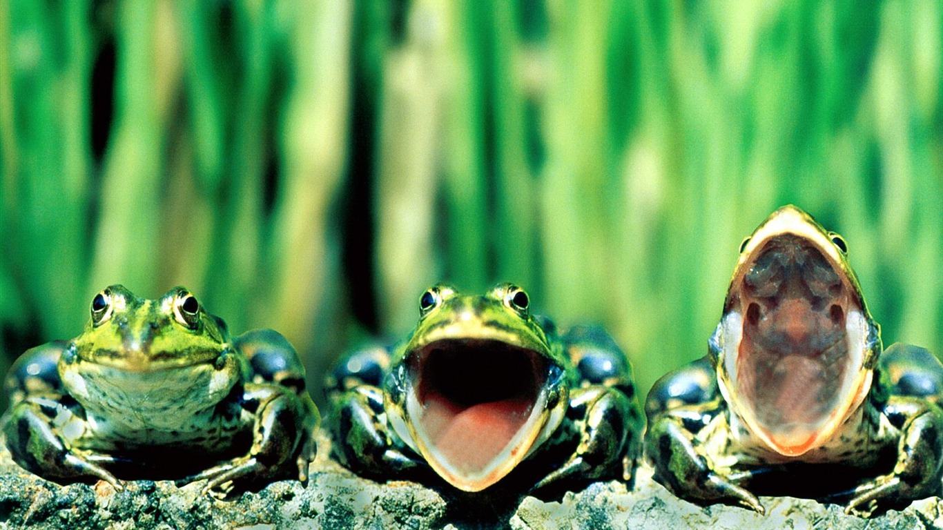 Frog Album Fonds d'écran #1 - 1366x768