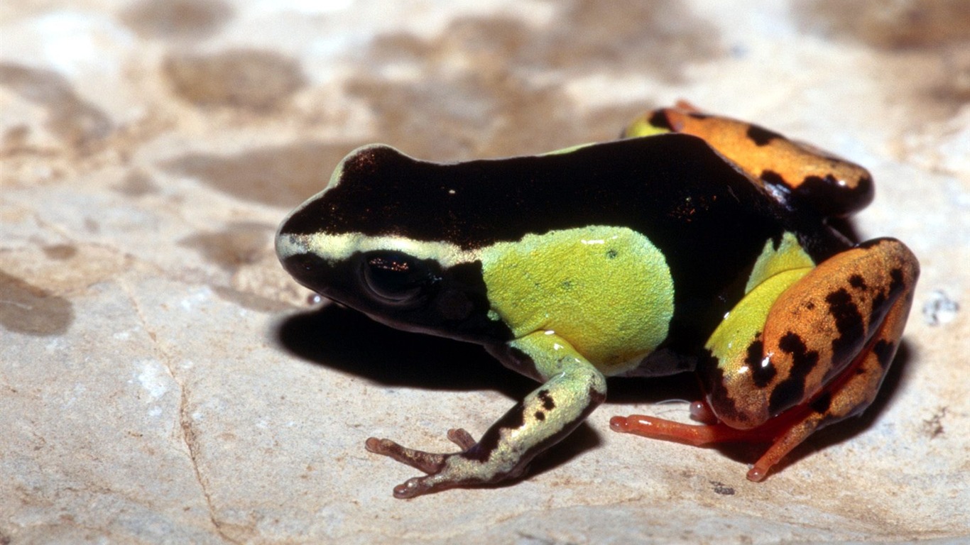 Frog Bilder Album #2 - 1366x768