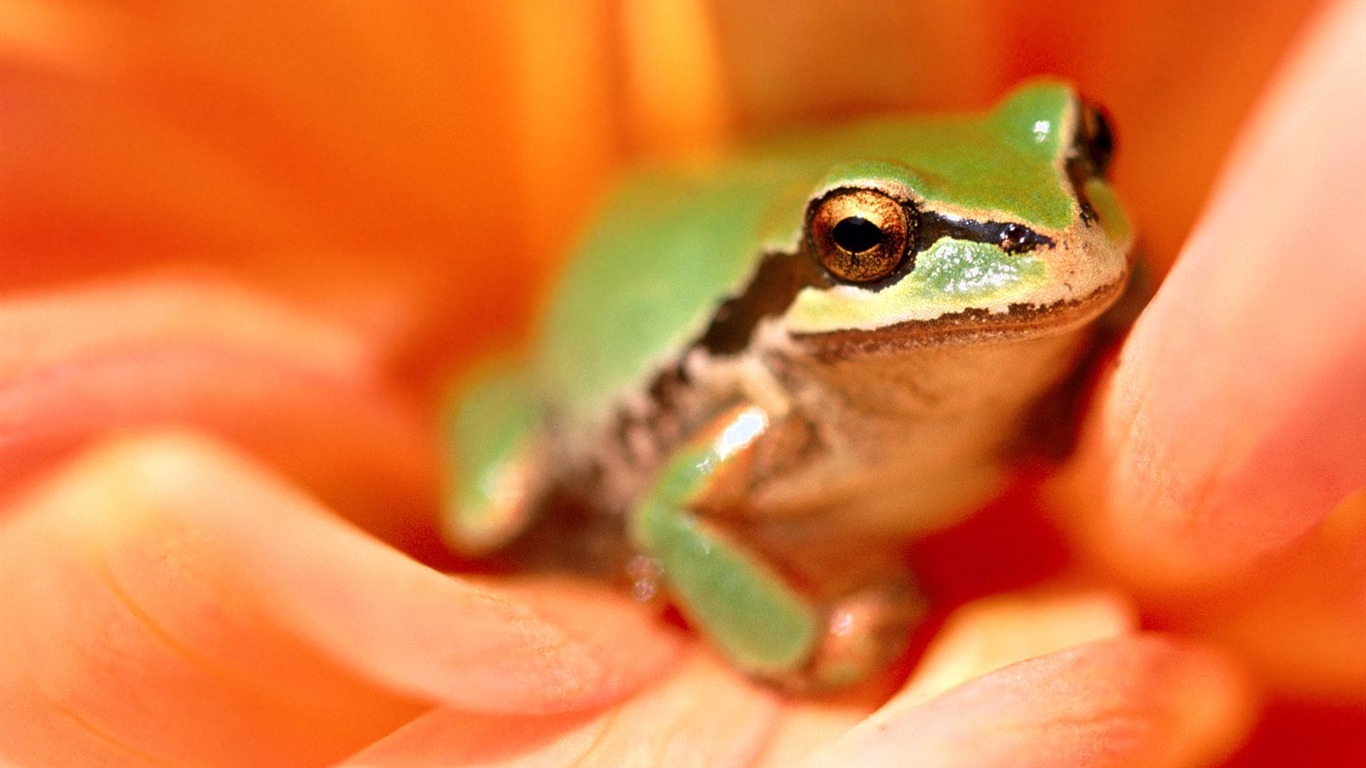 Frog Album Fonds d'écran #4 - 1366x768