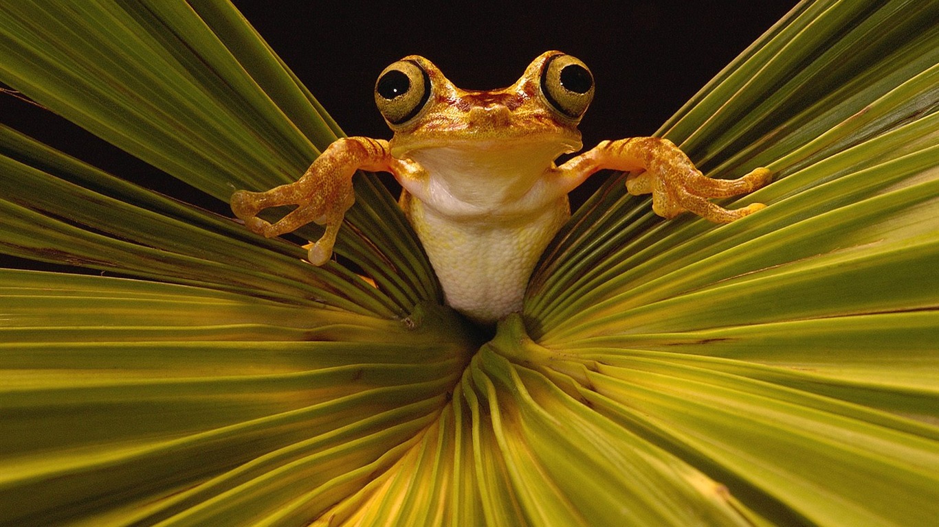 Frog Wallpapers Album #13 - 1366x768