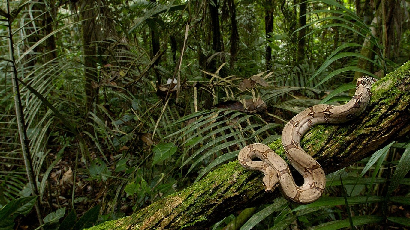 Snake écran Album #4 - 1366x768