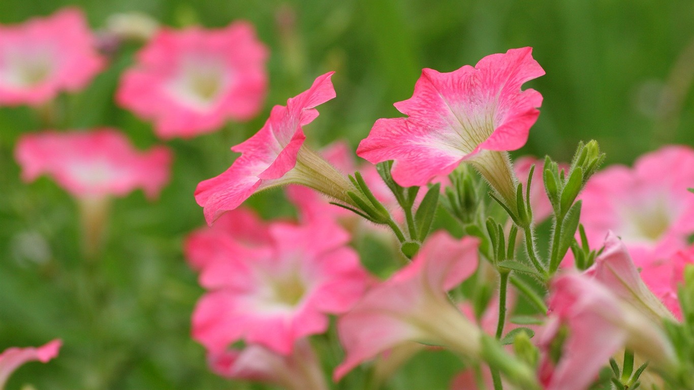 Flowers close-up (3) #7 - 1366x768