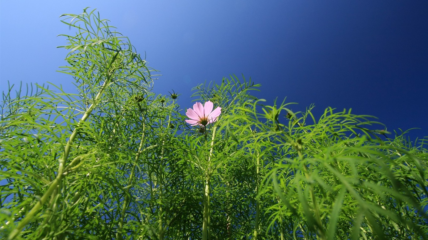 Flowers close-up (3) #8 - 1366x768