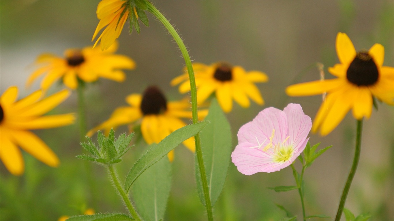 Flowers Nahaufnahme (3) #16 - 1366x768