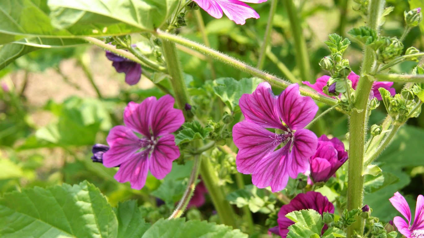 Flowers close-up (3) #17 - 1366x768