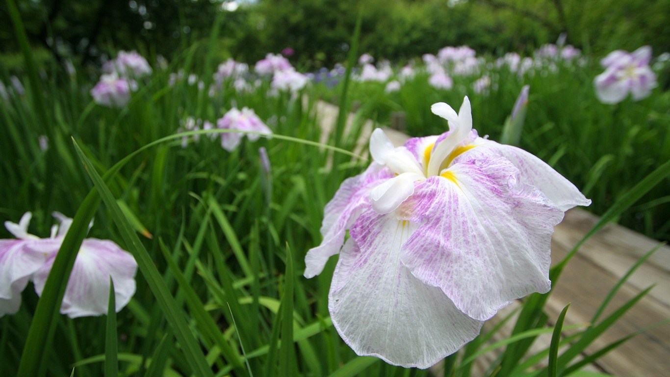 Flowers close-up (3) #18 - 1366x768