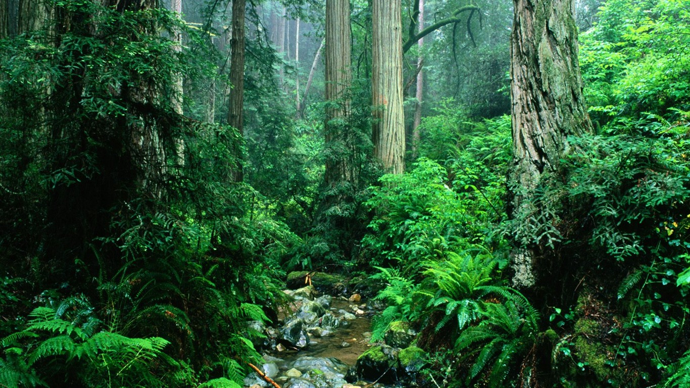 Fond d'écran d'arbres forestiers #31 - 1366x768