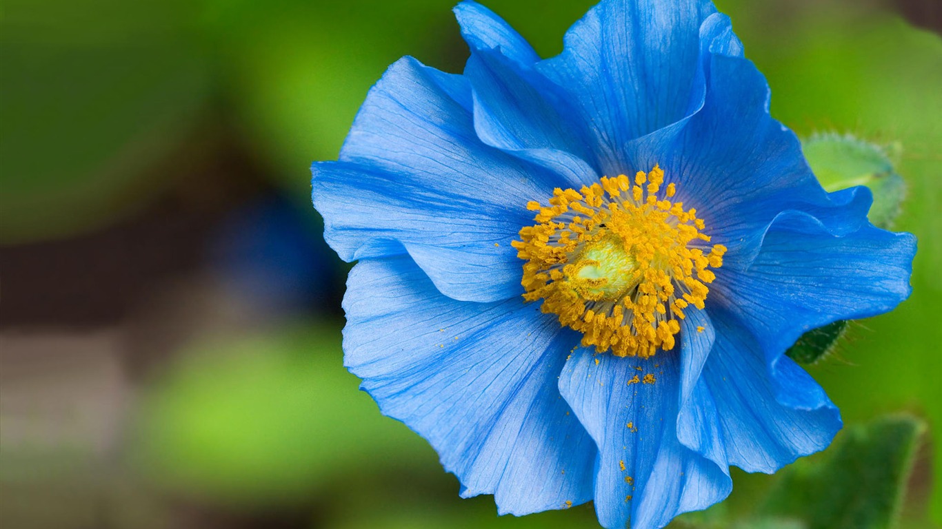 宽屏鲜花特写壁纸3 - 1366x768