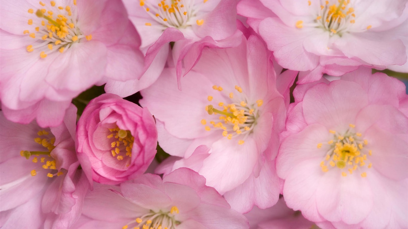 Widescreen-Wallpaper Blumen Nahaufnahme #4 - 1366x768