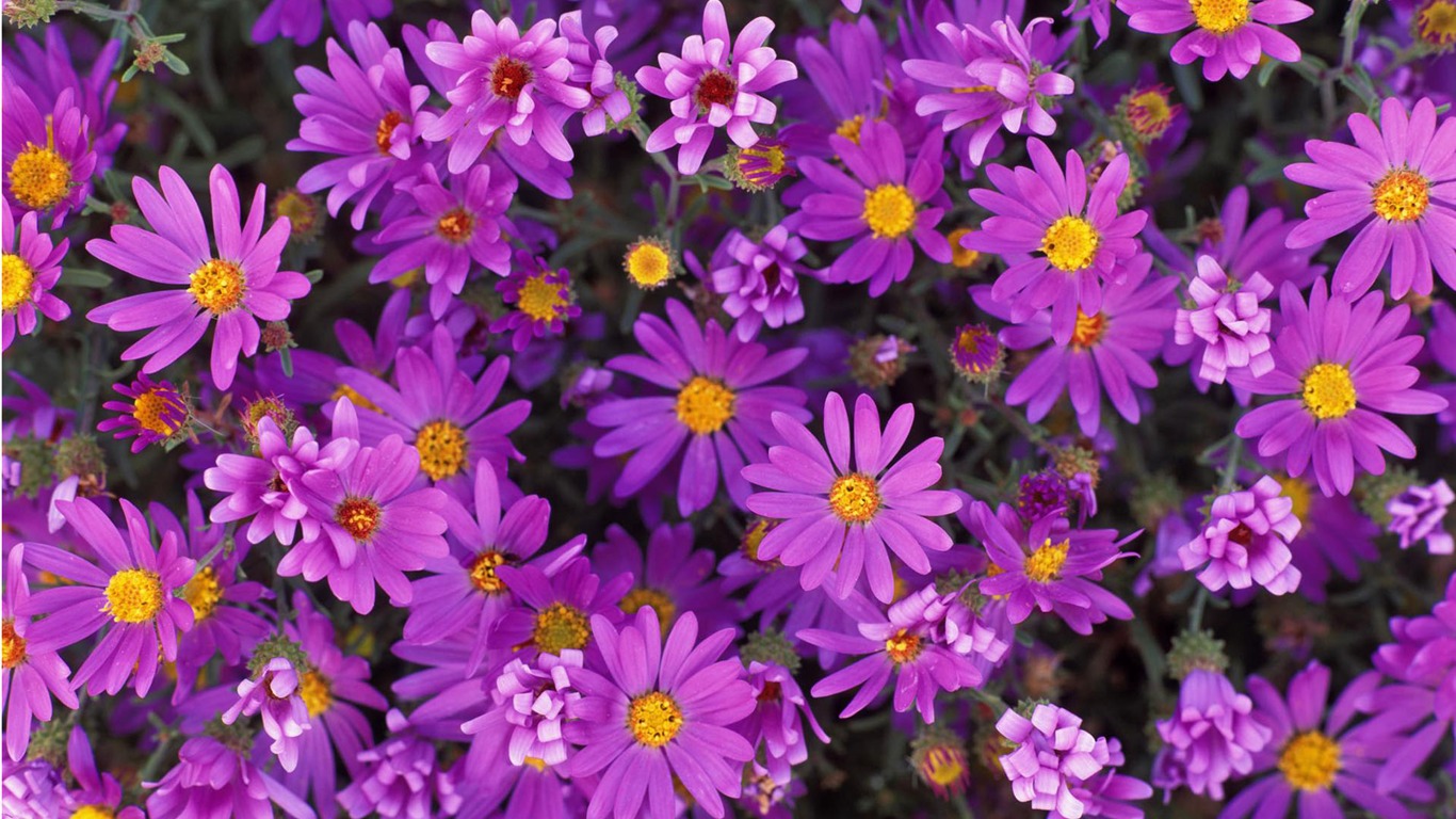 Widescreen wallpaper flowers close-up #8 - 1366x768