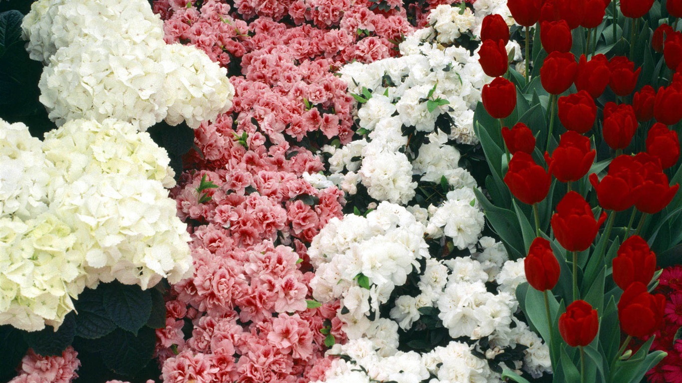 Widescreen wallpaper flowers close-up #9 - 1366x768