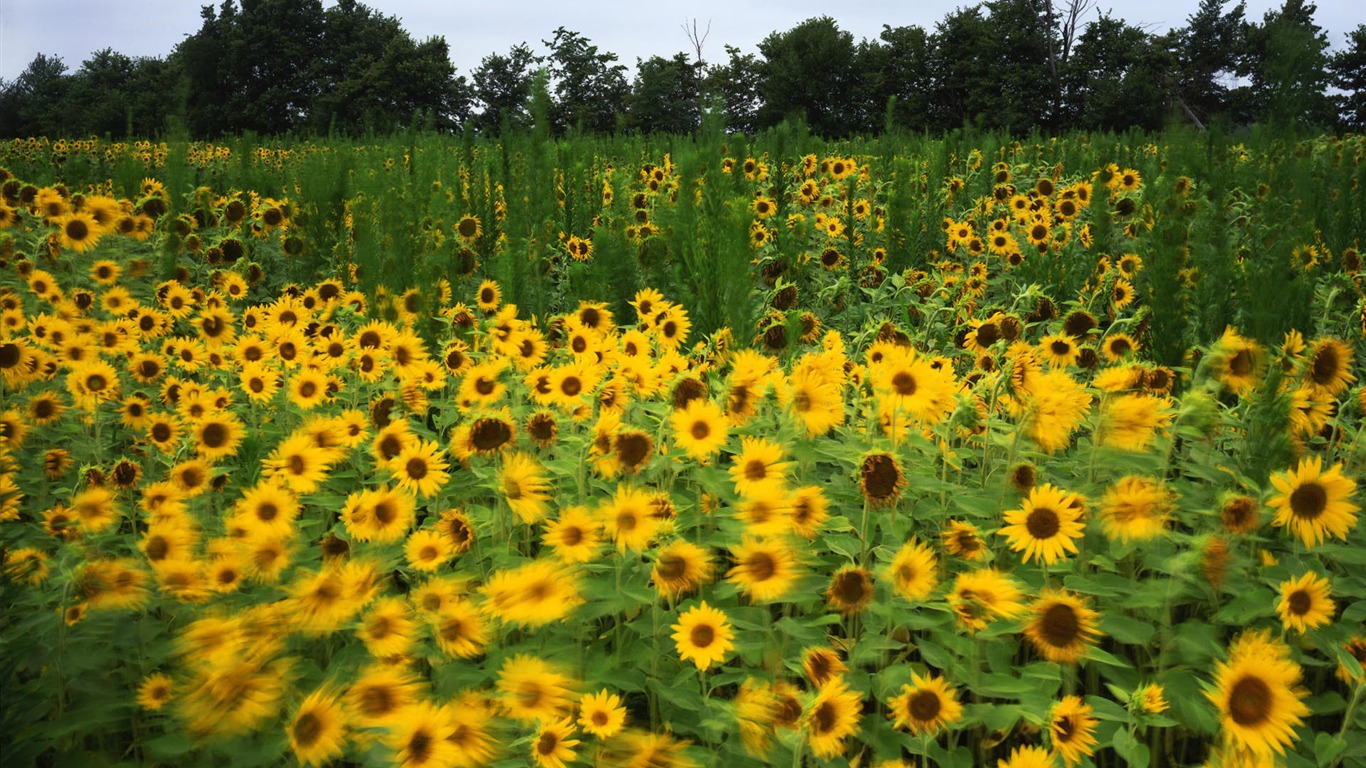 宽屏鲜花特写壁纸10 - 1366x768