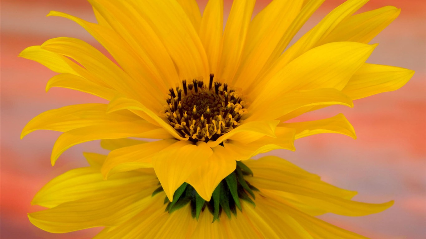 Pantalla ancha de flores fondos de escritorio de close-up #12 - 1366x768