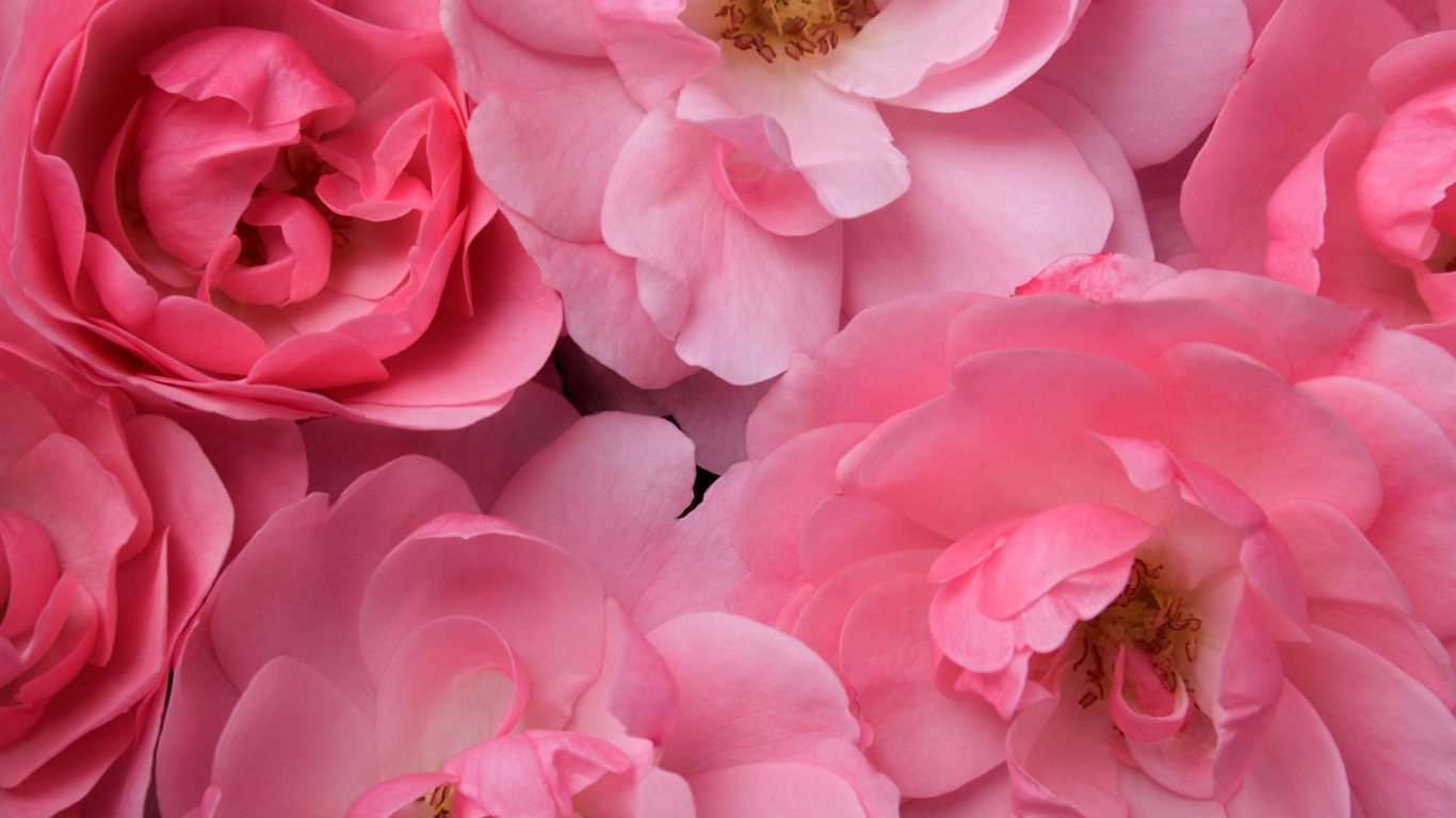 Widescreen wallpaper flowers close-up #15 - 1366x768