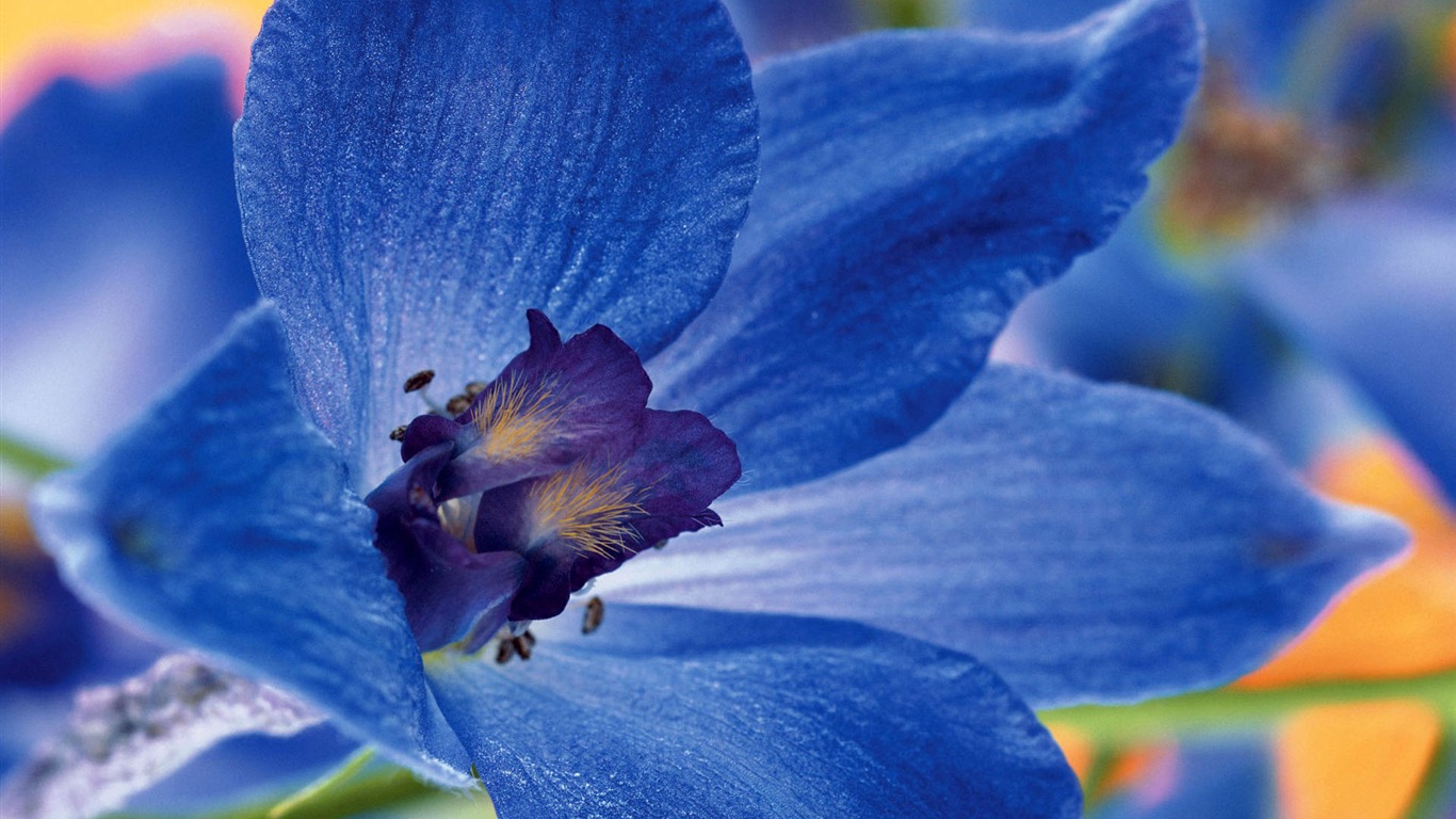 Widescreen wallpaper flowers close-up #17 - 1366x768