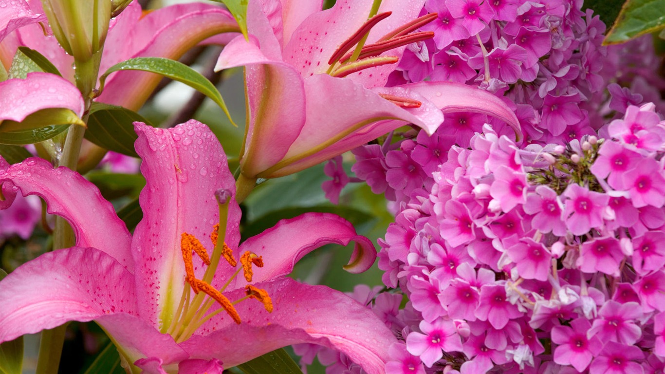 Širokoúhlé tapety květiny close-up #28 - 1366x768