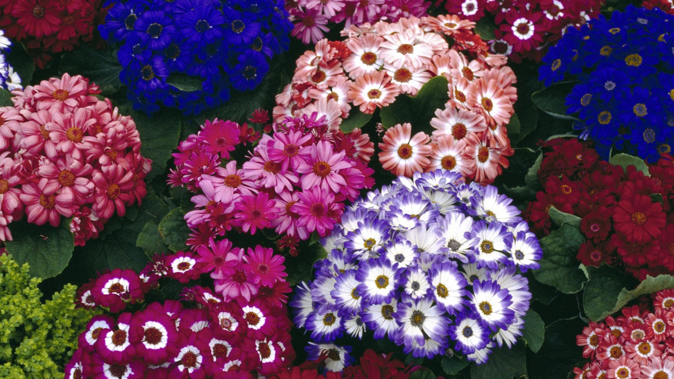 Širokoúhlé tapety květiny close-up #40 - 1366x768