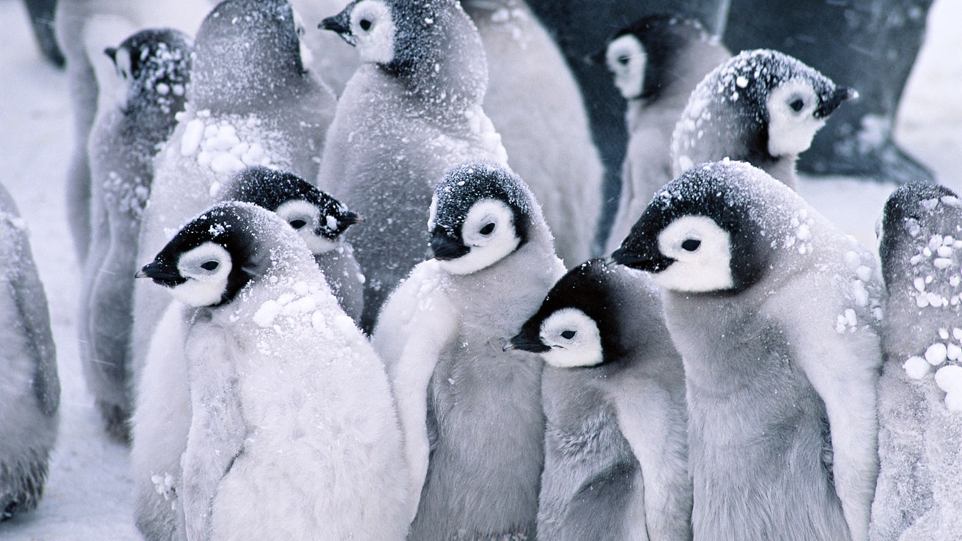 动物写真壁纸之企鹅1 - 1366x768