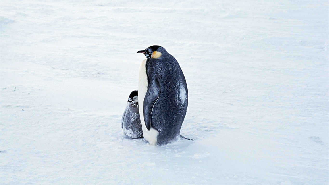 动物写真壁纸之企鹅2 - 1366x768