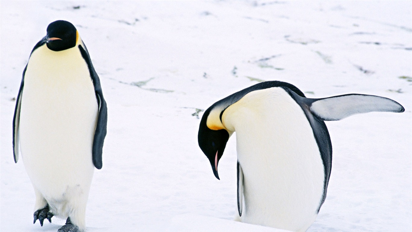 动物写真壁纸之企鹅3 - 1366x768